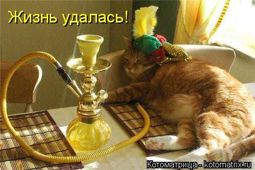 Жизнь удалась!... Котоматрица: Жизнь удалась!