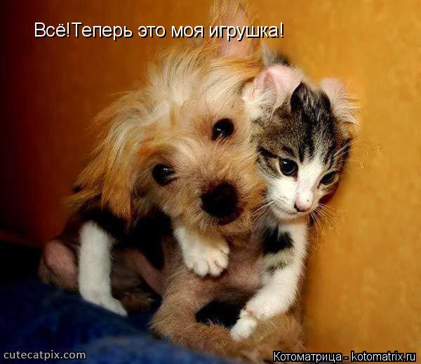 Всё!Теперь это моя игрушка!... Котоматрица: Всё!Теперь это моя игрушка!