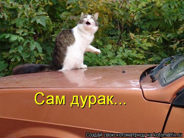 Котоматрица: Сам дурак...