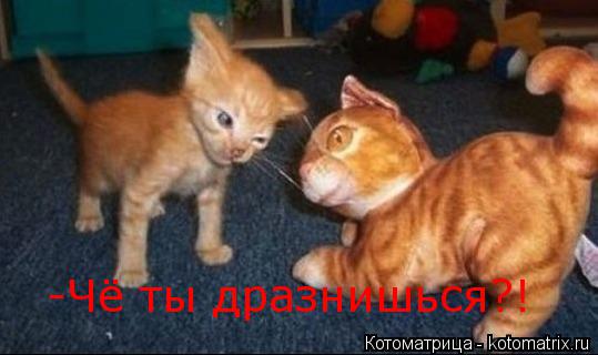 -Чё ты дразнишься?!... Котоматрица: -Чё ты дразнишься?!