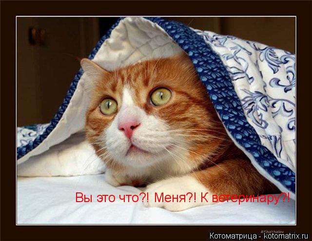 Вы это что?! Меня?! К ветеринару?!... Котоматрица: Вы это что?! Меня?! К ветеринару?!