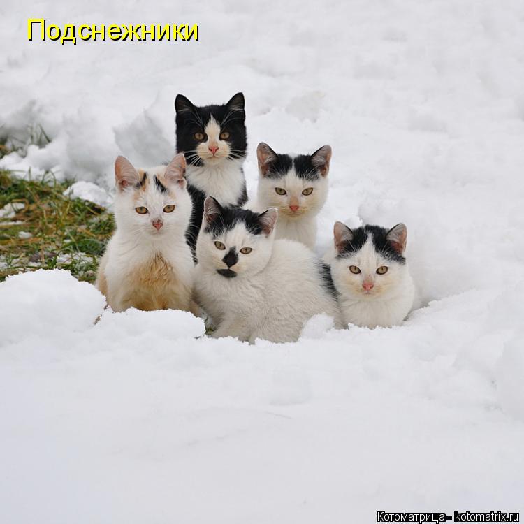Подснежники... Котоматрица: Подснежники