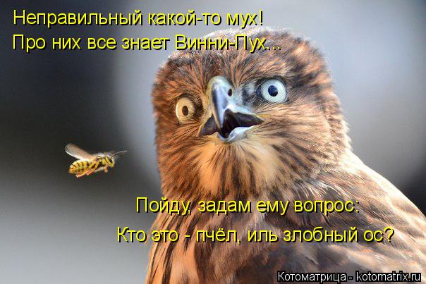 Неправильный какой-то мух! Про них все знает Винни-Пух... Пойду, задам ему вопрос: Кто это - пчёл, ил... Котоматрица: Неправильный какой-то мух! Про них все знает Винни-Пух... Пойду, задам ему вопрос: Кто это - пчёл, иль злобный ос?