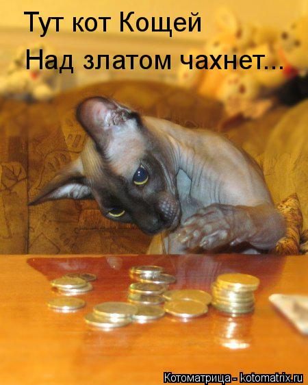 Котоматрица: Тут кот Кощей Над златом чахнет...