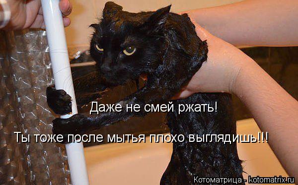 Даже не смей ржать! Ты тоже после мытья плохо выглядишь!!!... Котоматрица: Даже не смей ржать! Ты тоже после мытья плохо выглядишь!!!
