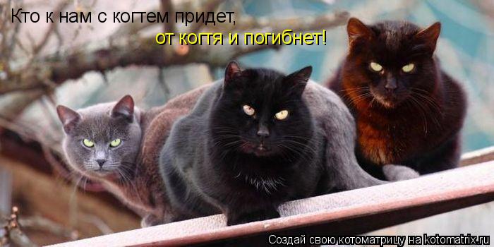 Кто к нам с когтем придет, от когя и погибнет от когтя и погибнет!... Котоматрица: Кто к нам с когтем придет, от когя и погибнет от когтя и погибнет!