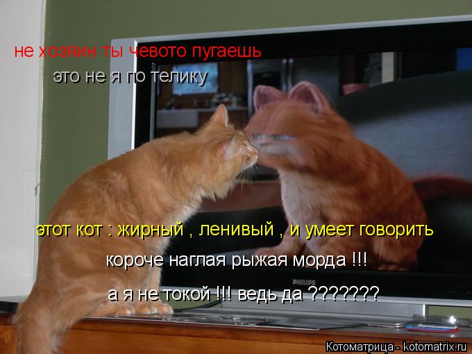 не хозяин ты чевото пугаешь это не я по телику этот кот : жирный , ленивый , и умеет говорить короч... Котоматрица: не хозяин ты чевото пугаешь это не я по телику этот кот : жирный , ленивый , и умеет говорить короче наглая рыжая морда !!! а я не токой !!! ведь