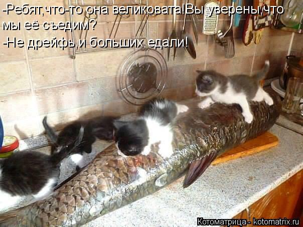 Котоматрица: -Ребят,что-то она великовата!Вы уверены,что мы её съедим? -Не дрейфь,и больших едали!