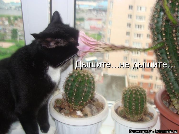 Дышите...не дышите...... Котоматрица: Дышите...не дышите...