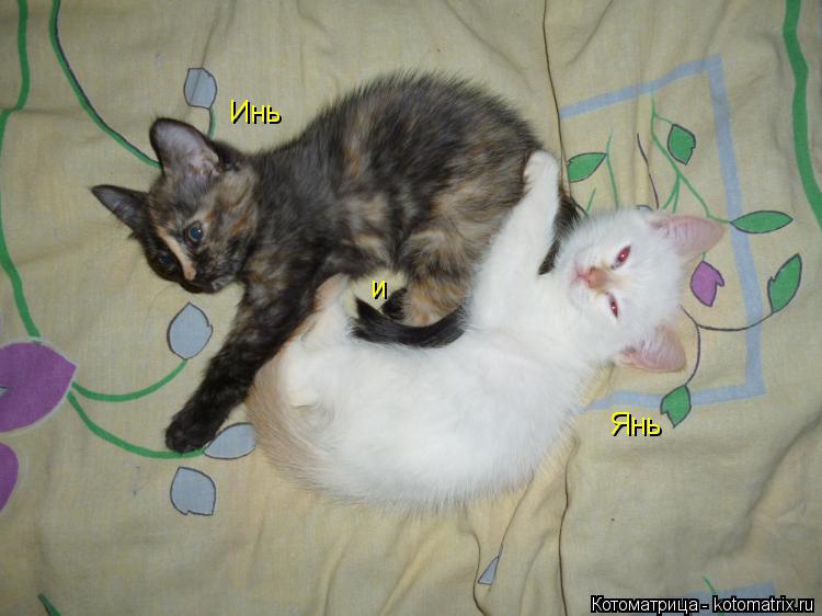 Инь и Янь... Котоматрица: Инь и Янь