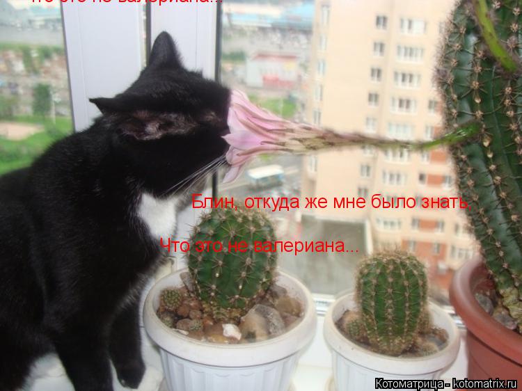Блин, откуда же мне было знать, Что это не валериана... Что это не валериана...... Котоматрица: Блин, откуда же мне было знать, Что это не валериана... Что это не валериана...