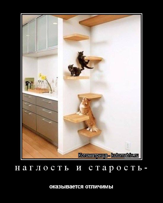 Котоматрица: наглость и старость- оказывается отличимы