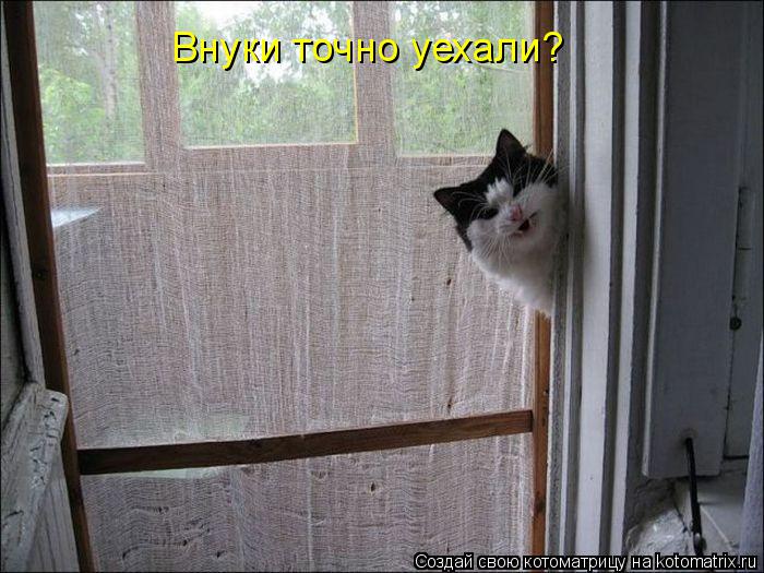 Внуки точно уехали?... Котоматрица: Внуки точно уехали?