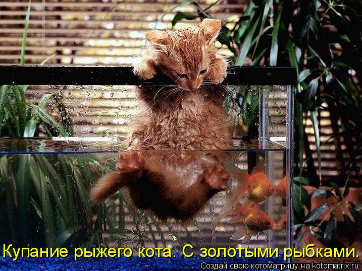 Купание рыжего кота. С золотыми рыбками.... Котоматрица: Купание рыжего кота. С золотыми рыбками.