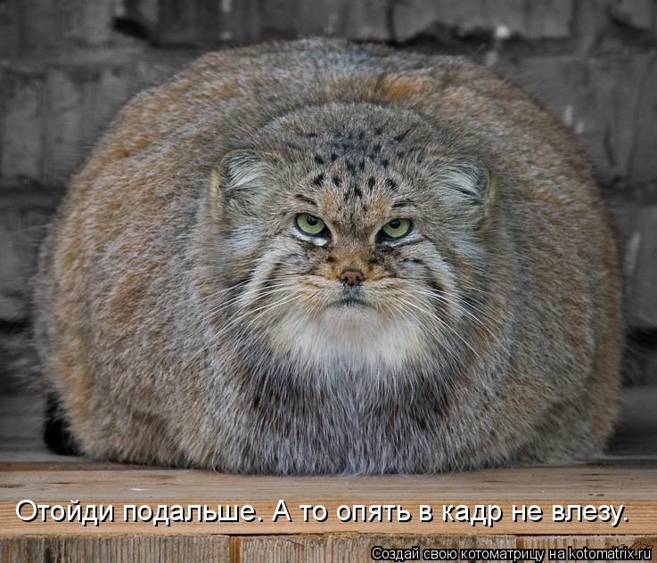 Отойди подальше. А то опять в кадр не влезу.... Котоматрица: Отойди подальше. А то опять в кадр не влезу.