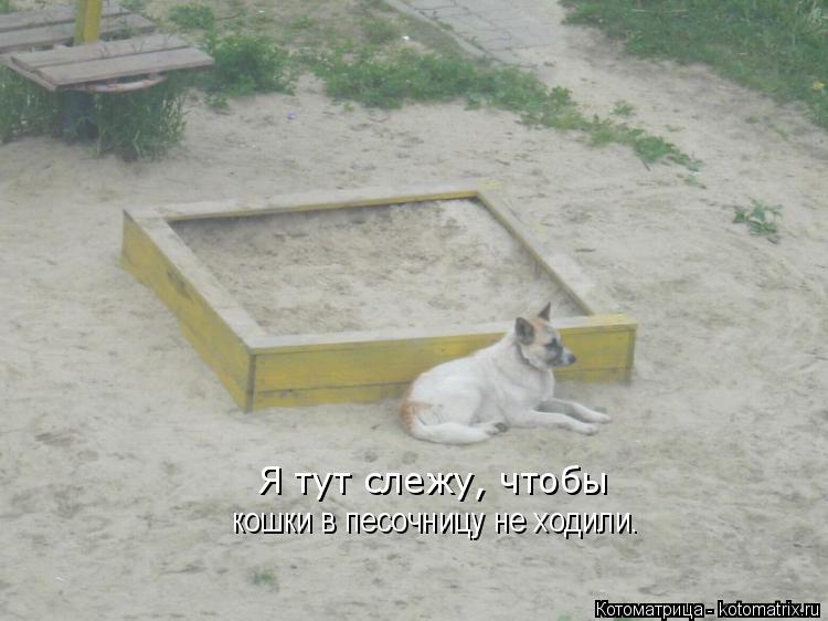 Котоматрица: Я тут слежу, чтобы кошки в песочницу не ходили.