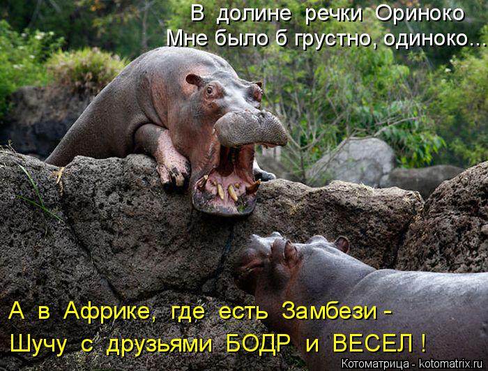 Мне было б грустно, одиноко... Шучу с друзьями БОДР и ВЕСЕЛ ! В долине речки Ориноко А в Аф... Котоматрица: Мне было б грустно, одиноко... Шучу с друзьями БОДР и ВЕСЕЛ ! В долине речки Ориноко А в Африке, где есть Замбези -