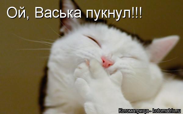 Ой, Васька пукнул!!!... Котоматрица: Ой, Васька пукнул!!!