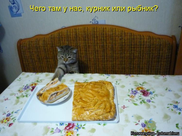 Чего там у нас, курник или рыбник?... Котоматрица: Чего там у нас, курник или рыбник?