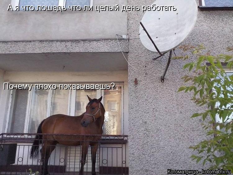 Почему плохо показываешь? А я что лошадь что ли целый день работать... Котоматрица: Почему плохо показываешь? А я что лошадь что ли целый день работать