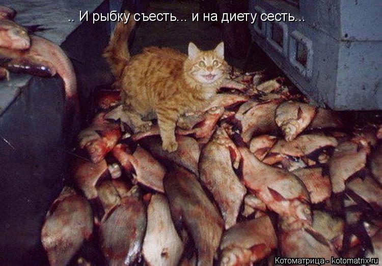 Котоматрица: .. И рыбку съесть... и на диету сесть...