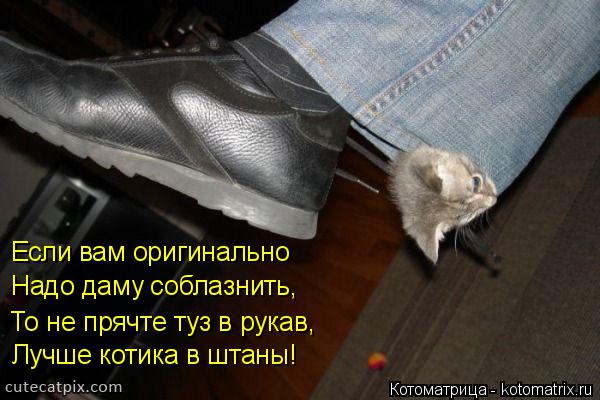 Если вам оригинально Надо даму соблазнить, То не прячте туз в рукав, Лучше котика в штаны!... Котоматрица: Если вам оригинально Надо даму соблазнить, То не прячте туз в рукав, Лучше котика в штаны!