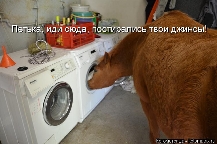 Котоматрица: Петька, иди сюда, постирались твои джинсы!