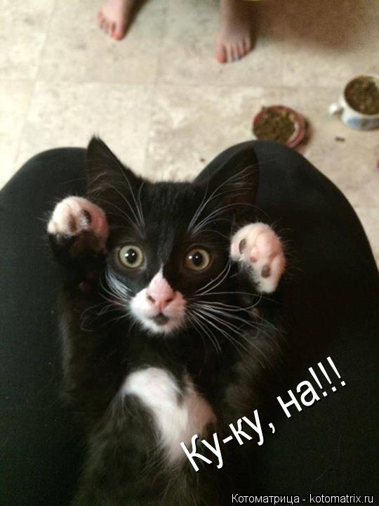 Ку-ку, на!!!... Котоматрица: Ку-ку, на!!!