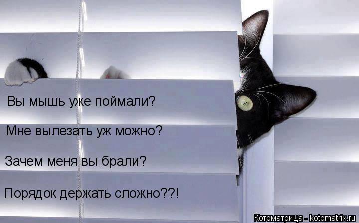 Котоматрица: Вы мышь уже поймали? Мне вылезать уж можно? Зачем меня вы брали? Порядок держать сложно??!