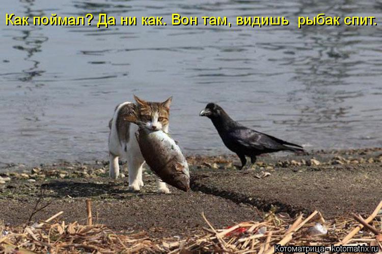 Как поймал? Да ни как. Вон там, видишь рыбак спит.... Котоматрица: Как поймал? Да ни как. Вон там, видишь рыбак спит.