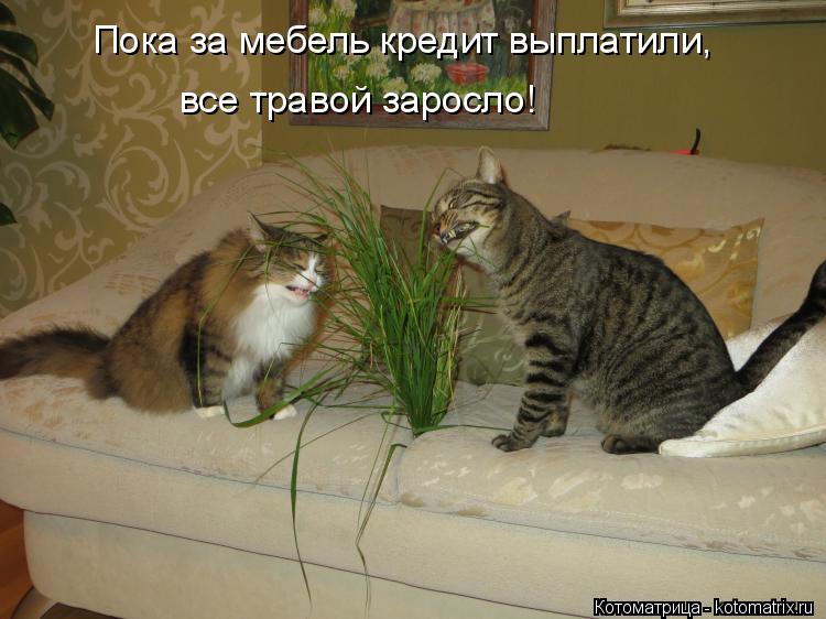 Котоматрица: Пока за мебель кредит выплатили, все травой заросло!