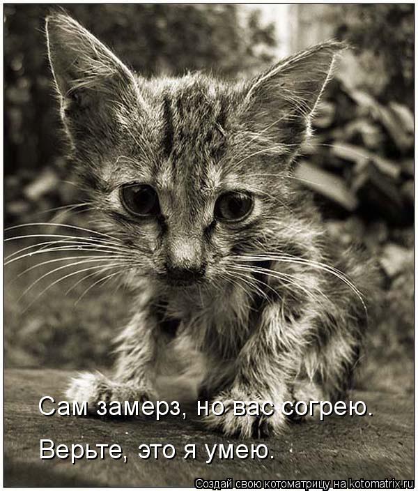 Верьте, это я умею. Сам замерз, но вас согрею.... Котоматрица: Верьте, это я умею. Сам замерз, но вас согрею.