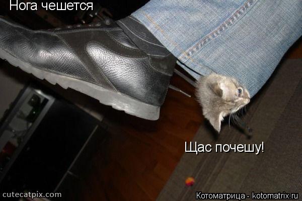 Нога чешется Щас почешу!... Котоматрица: Нога чешется Щас почешу!