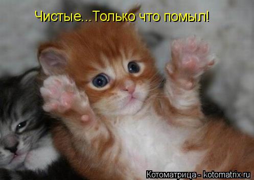 Котоматрица: Чистые...Только что помыл!