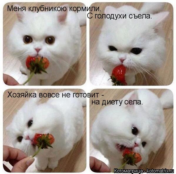 Котоматрица: Меня клубникою кормили. С голодухи съела. Хозяйка вовсе не готовит - на диету села.