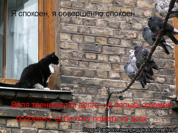 Котоматрица: Я спокоен, я совершенно спокоен.. Воля тренируется долго, но польза огромна особенно, если хочу помать их всех