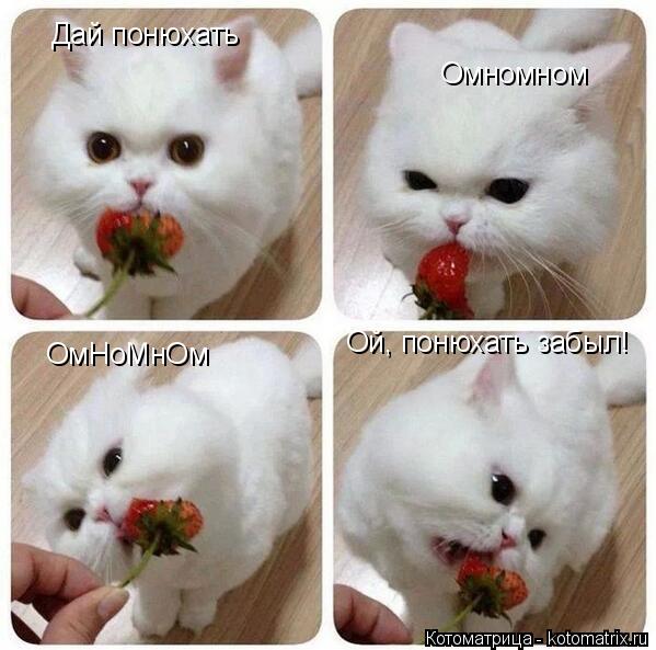Дай понюхать Омномном ОмНоМнОм Ой, понюхать забыл!... Котоматрица: Дай понюхать Омномном ОмНоМнОм Ой, понюхать забыл!