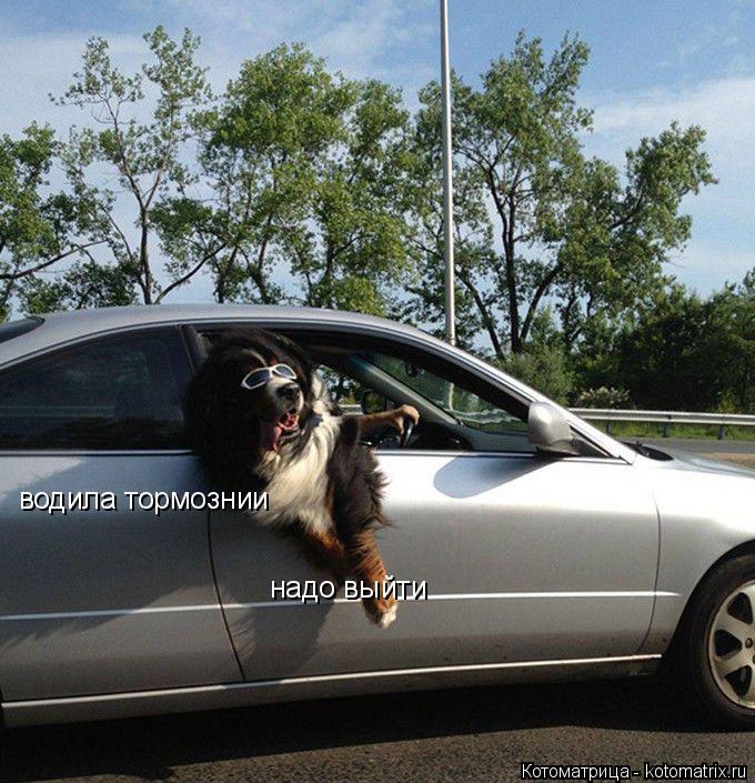 Котоматрица: водила тормознии   надо выйти