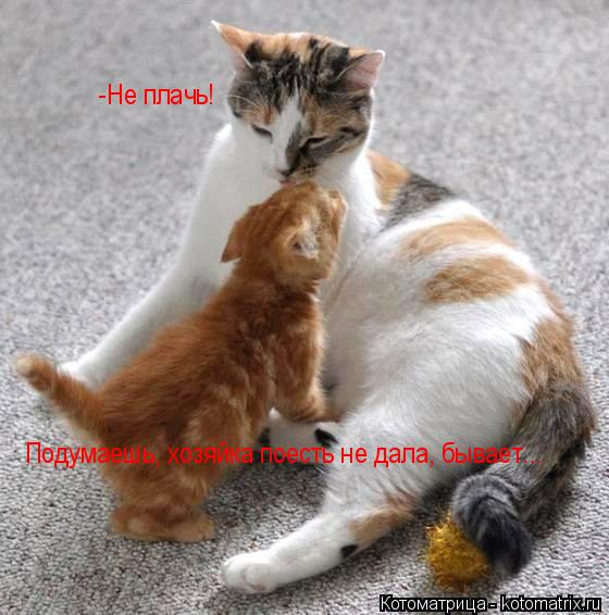 -Не плачь! Подумаешь, хозяйка поесть не дала, бывает...... Котоматрица: -Не плачь! Подумаешь, хозяйка поесть не дала, бывает...