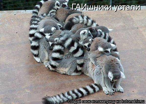 Котоматрица: ГАИшники устали