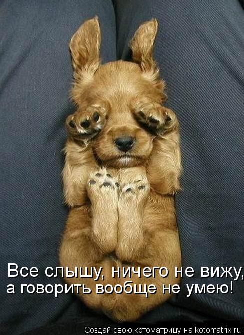 Котоматрица: Все слышу, ничего не вижу, а говорить вообще не умею!