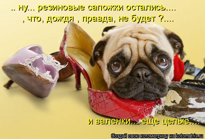 .. ну... резиновые сапожки остались.... , что, дождя , правда, не будет ?.... и валенки... еще целые.... Котоматрица: .. ну... резиновые сапожки остались.... , что, дождя , правда, не будет ?.... и валенки... еще целые....