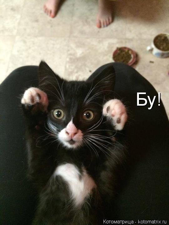 Котоматрица: Бу!
