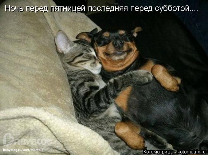 Ночь перед пятницей последняя перед субботой....... Котоматрица: Ночь перед пятницей последняя перед субботой....
