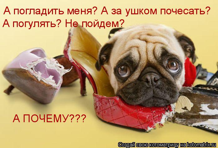 А погладить меня? А за ушком почесать? А погулять? Не пойдем? А ПОЧЕМУ???... Котоматрица: А погладить меня? А за ушком почесать? А погулять? Не пойдем? А ПОЧЕМУ???