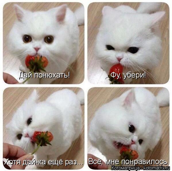 Котоматрица: Дай понюхать! Фу, убери! Хотя дай-ка ещё раз... Всё, мне понравилось