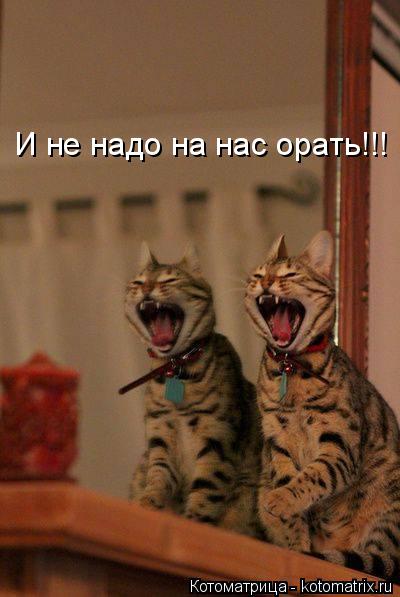 Котоматрица: И не надо на нас орать!!!