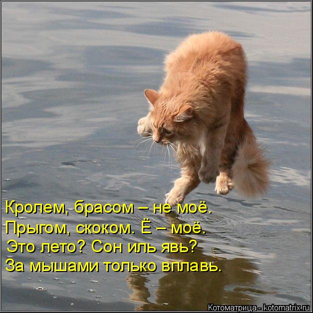 Кролем, брасом – не моё. Прыгом, скоком. Ё – моё. Это лето? Сон иль явь? За мышами только вплавь.... Котоматрица: Кролем, брасом – не моё. Прыгом, скоком. Ё – моё. Это лето? Сон иль явь? За мышами только вплавь.