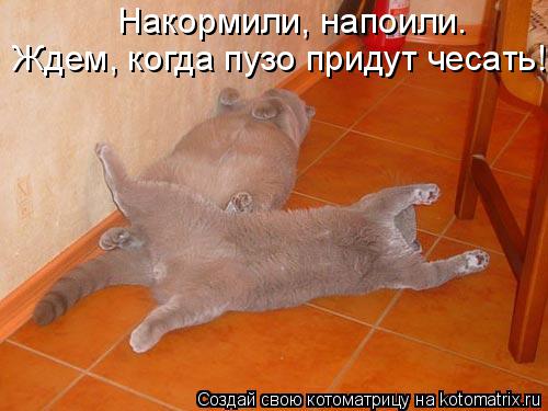 Котоматрица: Ждем, когда пузо придут чесать! Накормили, напоили.