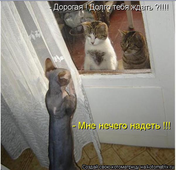 - Дорогая ! Долго тебя ждать ?!!!! - Мне нечего надеть !!!... Котоматрица: - Дорогая ! Долго тебя ждать ?!!!! - Мне нечего надеть !!!